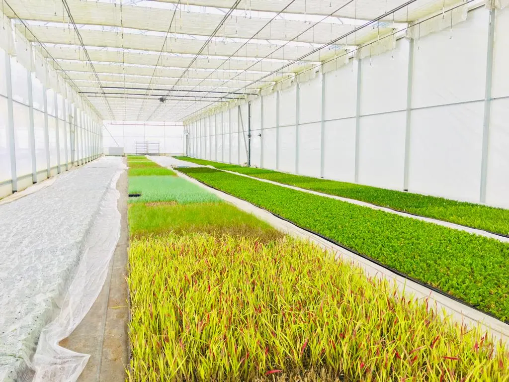 Udsigt fra Marcinków 5 planteskole