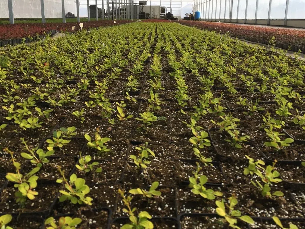 Udsigt fra Marcinków 8 planteskole
