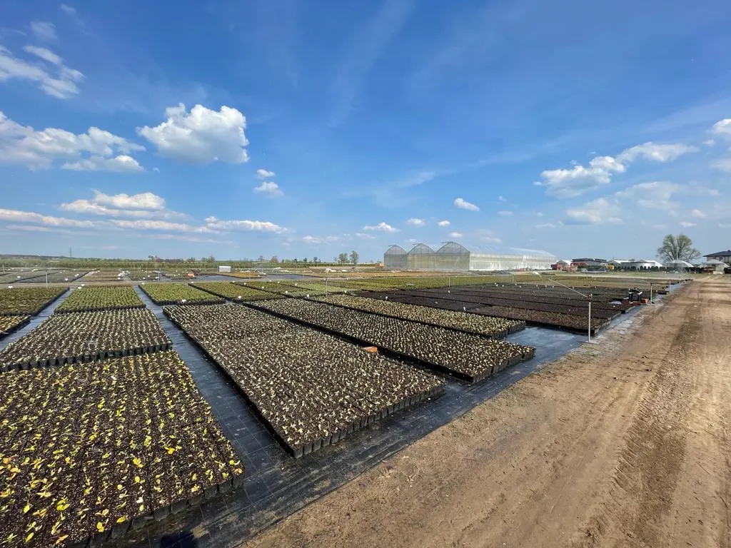 Udsigt fra Marcinków 11 planteskole